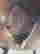 item-131306668=4