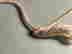 item-131329745=11
