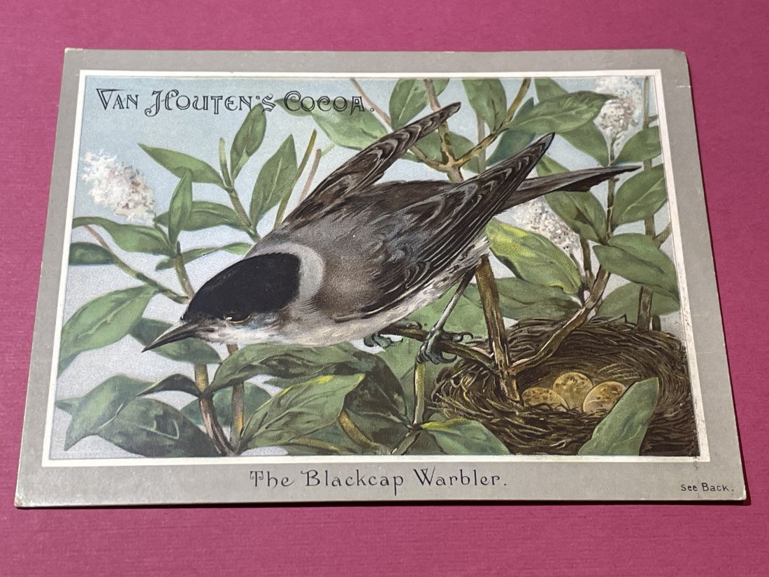 VICTORIAN TRADE CARD #505.: VICTORIAN TRADE CARD #505. (ONLY ONE SHIPPING FEE OF $5 ON TRADE CARDS, WHETHER YOU WIN 1 CARD OR 100 CARDS)