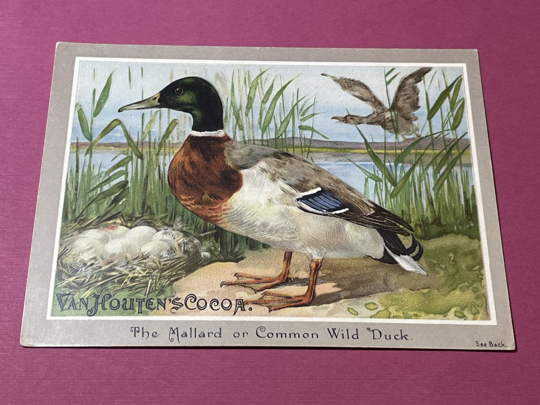 VICTORIAN TRADE CARD #507.: VICTORIAN TRADE CARD #507. (ONLY ONE SHIPPING FEE OF $5 ON TRADE CARDS, WHETHER YOU WIN 1 CARD OR 100 CARDS)