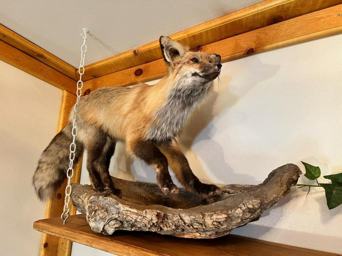 Taxidermy Fox, on driftwood, approx 34 inches long (1 of 5)