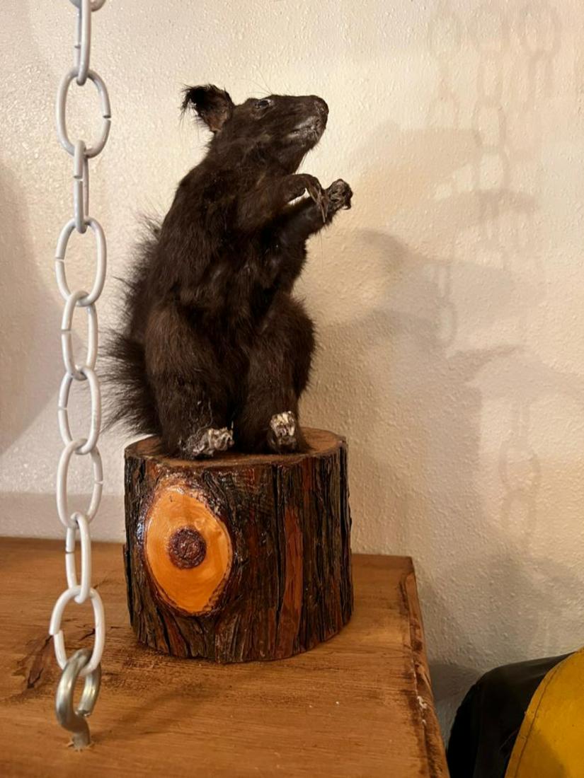 Black Squirrel Taxidermy on "stump" 12 inches tall: .