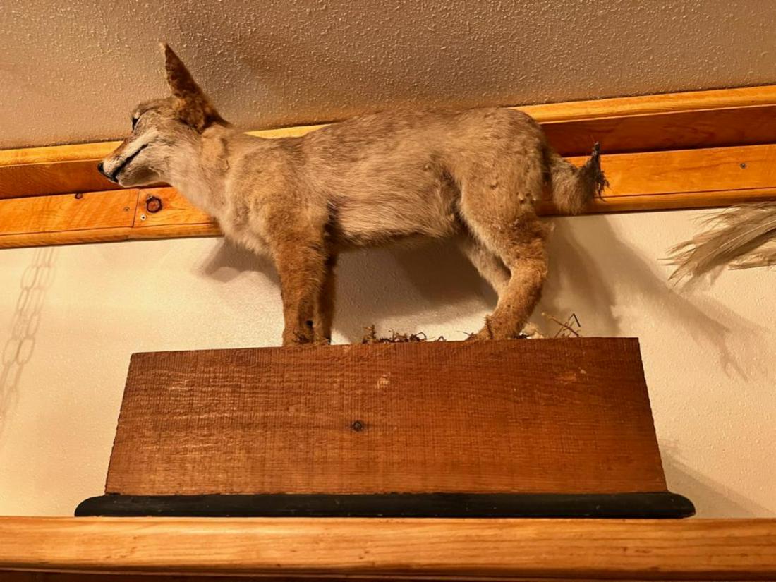 Taxidermy Coyote mount, 22 inches long (1 of 4)