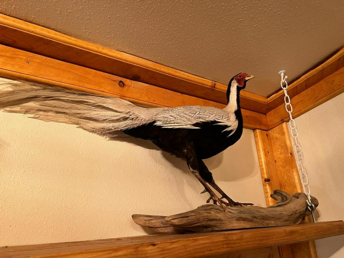Chinese Pheasant taxidermy mount, approx 30 inches long (1 of 5)