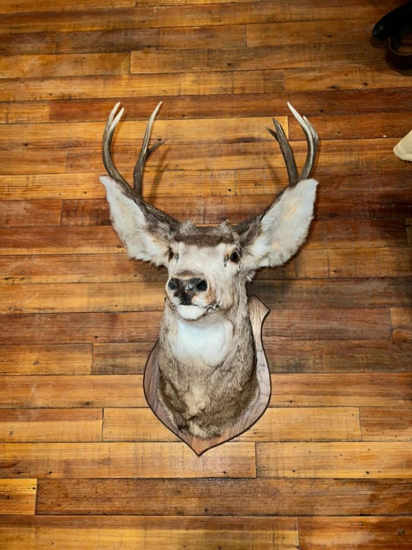 Smaller 8 point whitetail deer taxidermy mount (1 of 5)