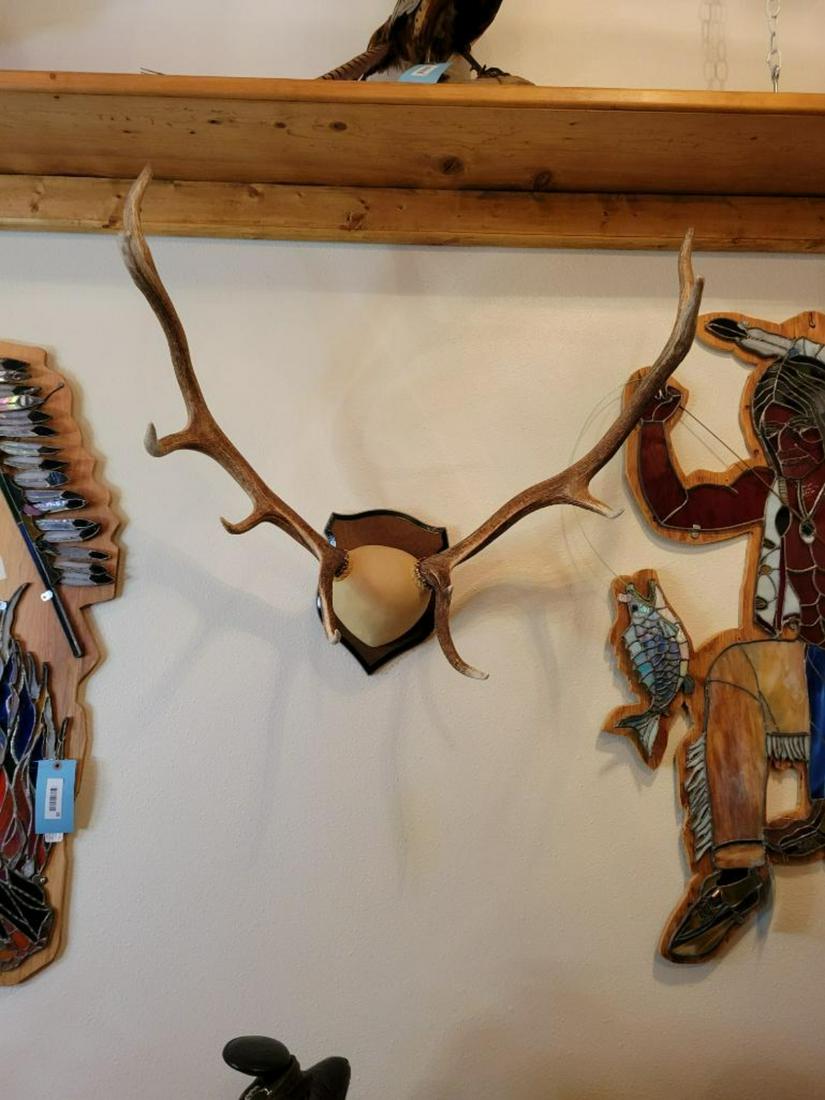 5 point elk mount, 30 inches wide (1 of 3)