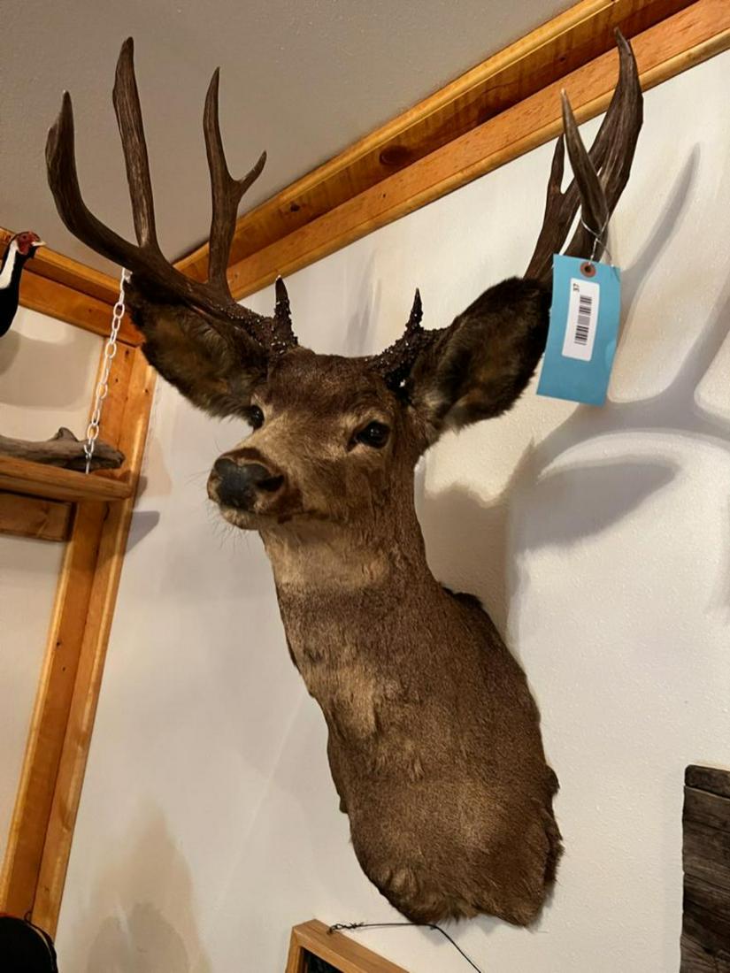 9 point taxidermy deer mount, 20 inches wide (1 of 4)