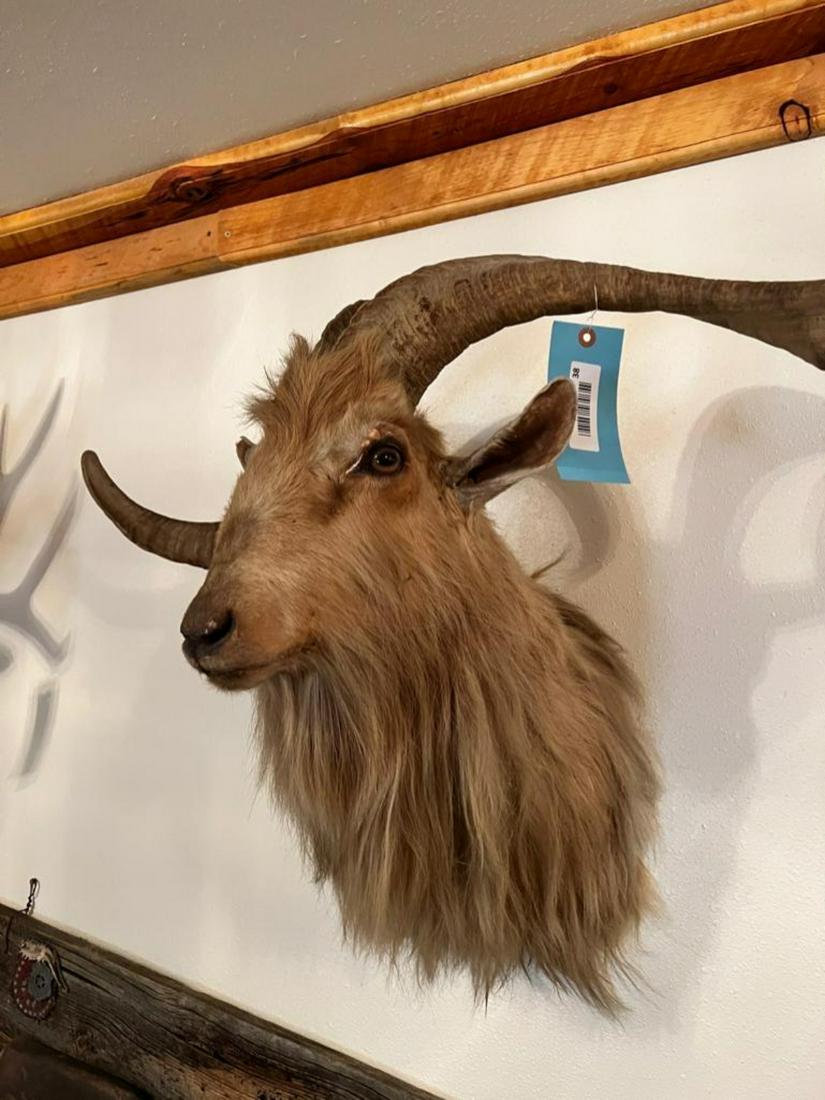 Big Horn Mountain Goat Taxidermy mount (1 of 4)