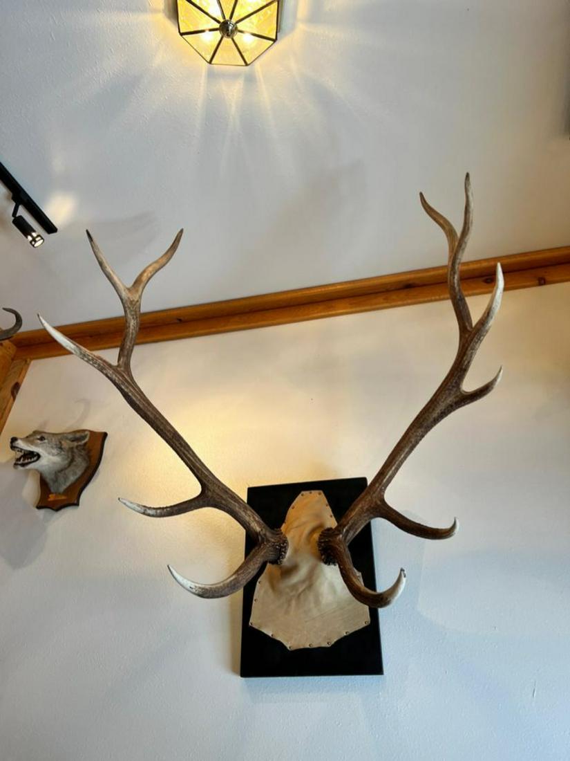 Large pair of Elk Antlers on plaque (1 of 5)