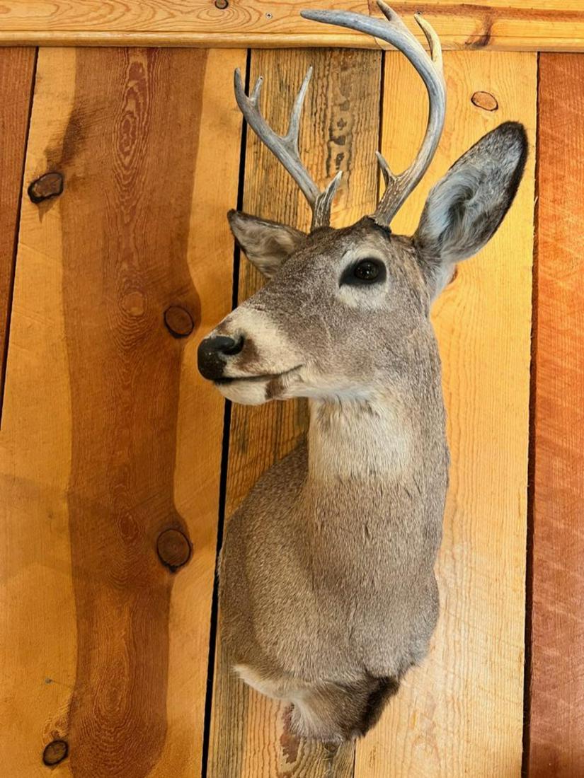 Small Whitetail mount (1 of 5)