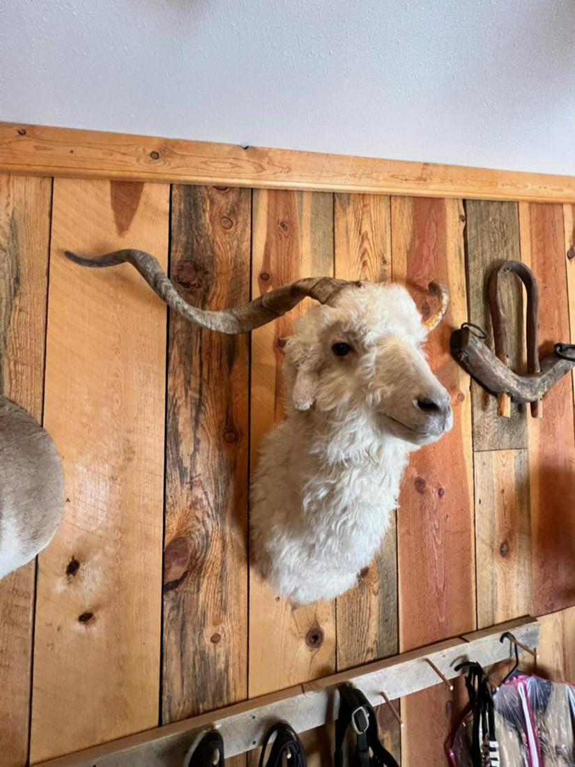 Big Horn Sheep Taxidermy mount (1 of 4)