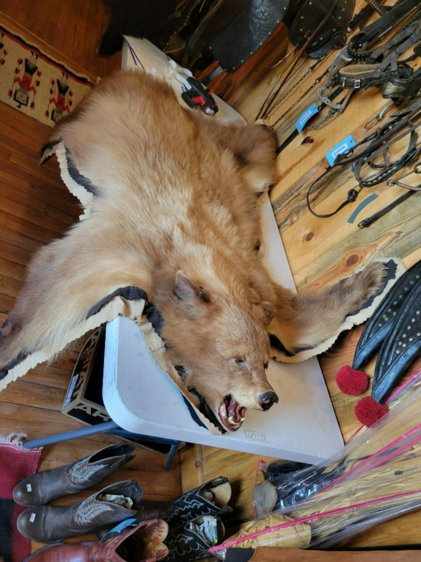 Brown Bear Rug, Life size (1 of 5)