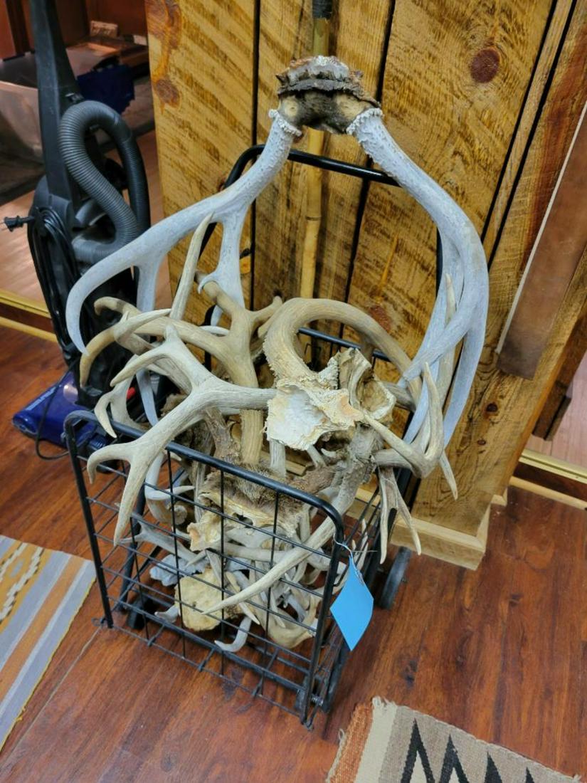 Rolling crate of assorted deer and elk antlers (1 of 4)