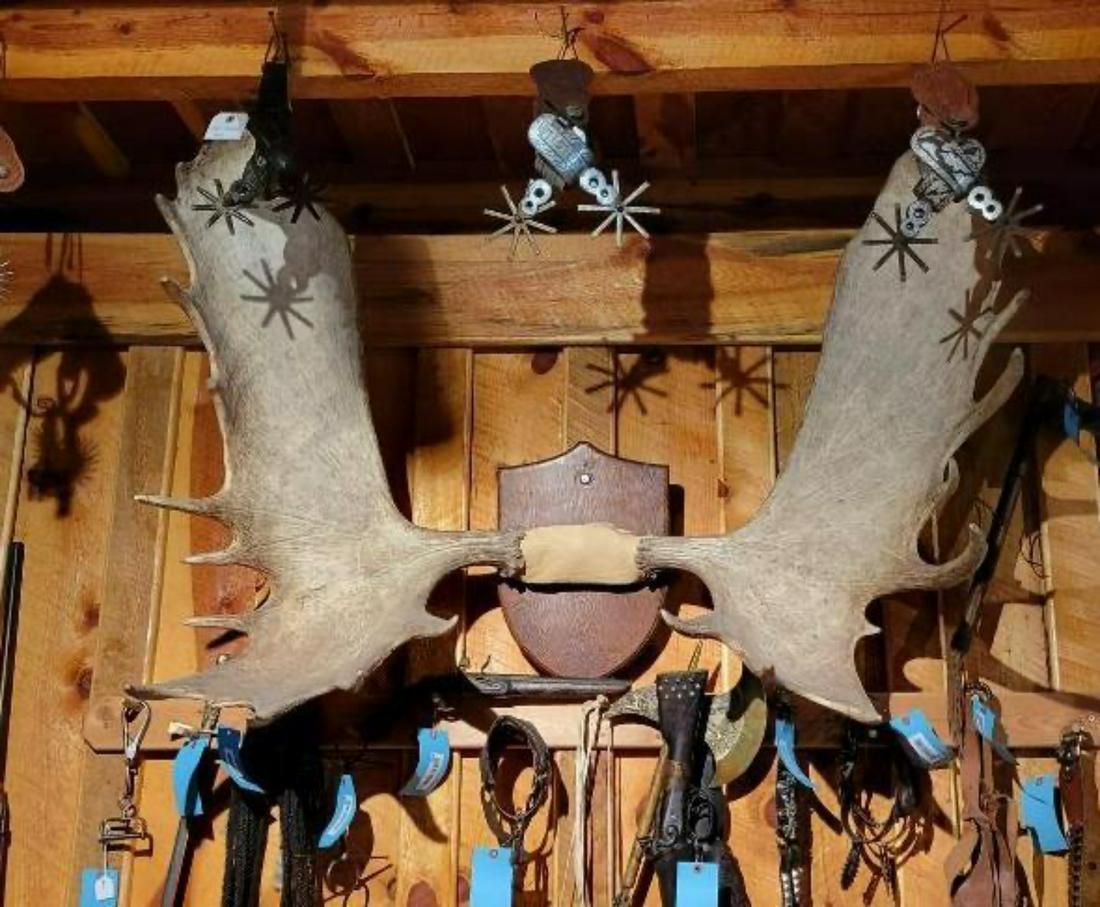 Large set of Moose Antlers, 46 inches across (1 of 4)