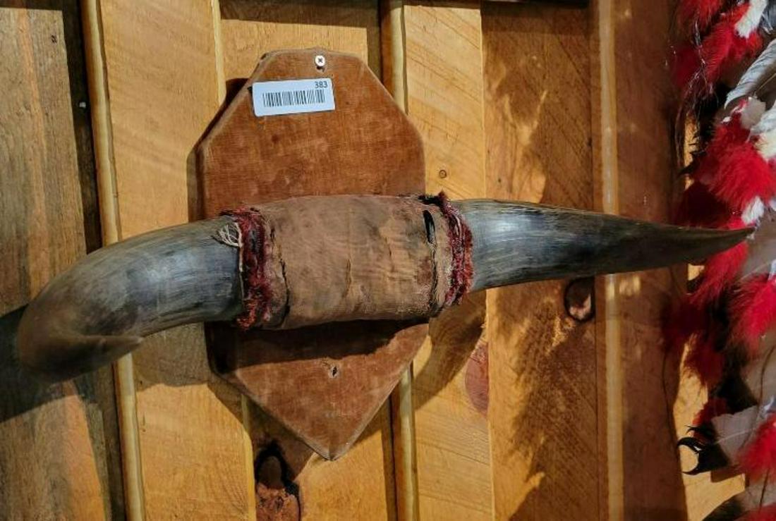 Pair of mounted buffalo horns 18 inches across (1 of 3)
