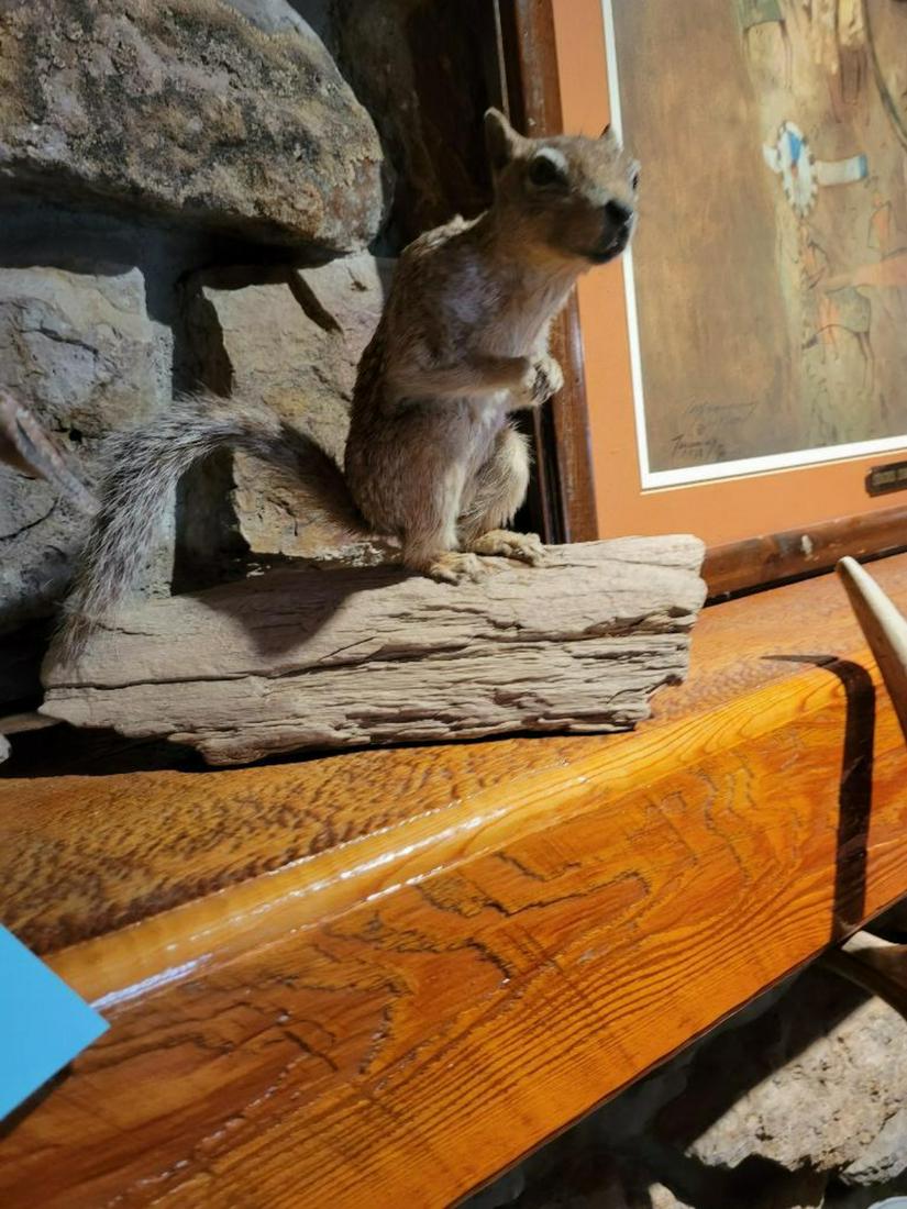 Taxidermy Ground Squirrel, approx 9 inches tall (1 of 2)