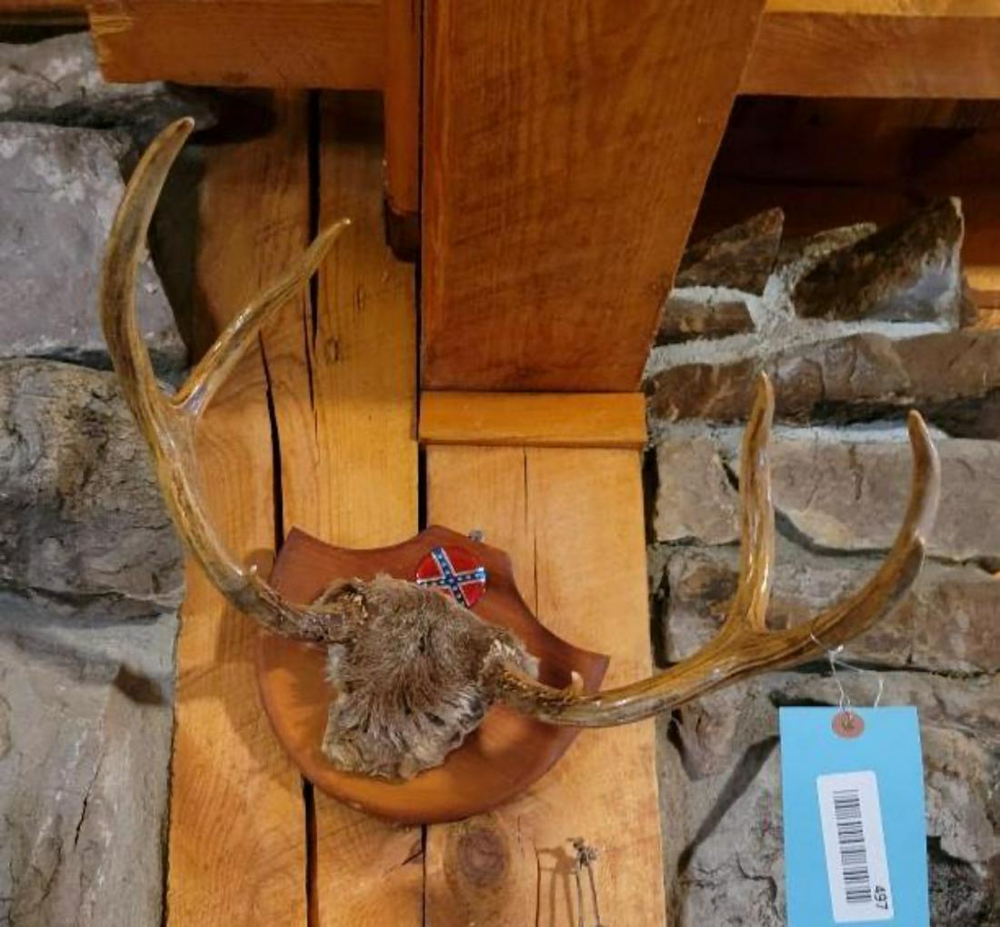 Small set of deer antlers on wood plaque, 12 inches across (1 of 2)