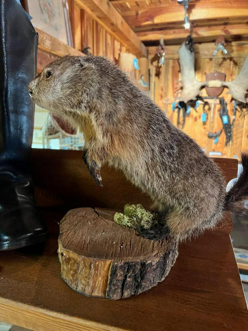 Taxidermy Prairie Dog Mount on wood base (1 of 4)