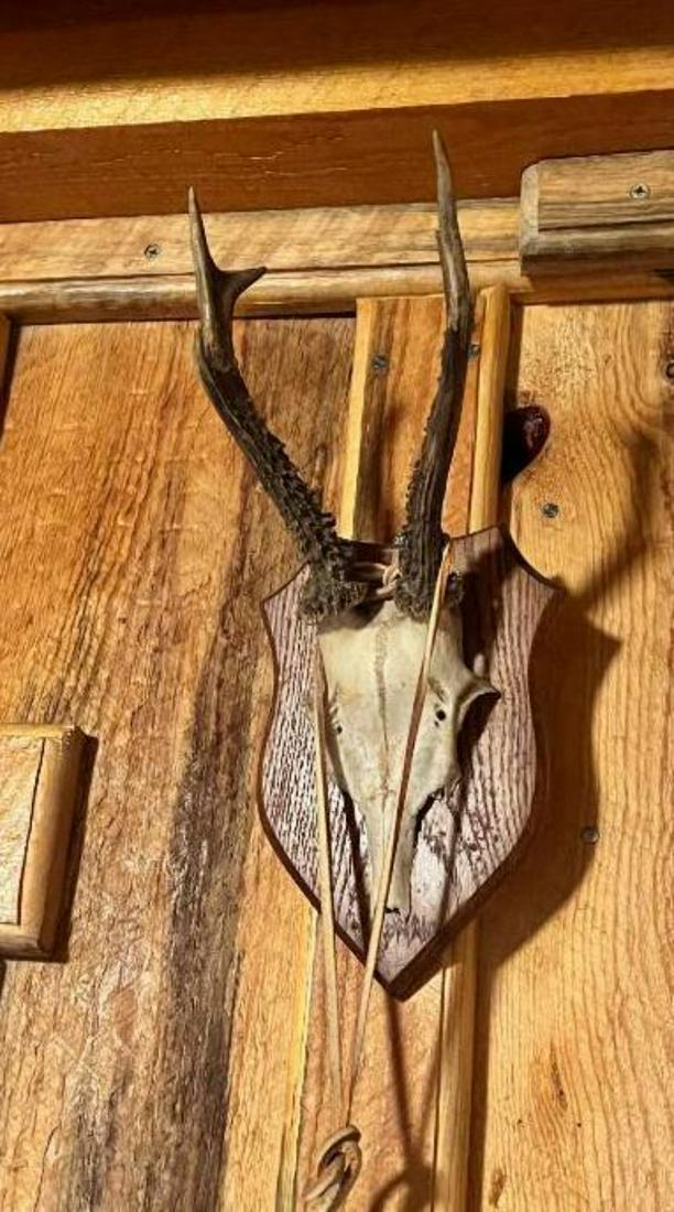 Small set of Roe Deer taxidermy antlers (1 of 2)