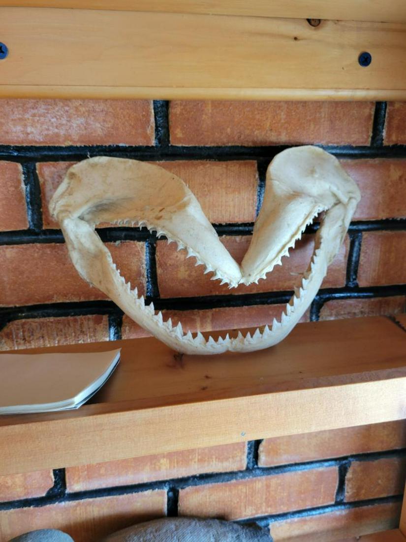 Shark jaws: .