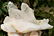 623 Grams Natural Termianted Healing Quartz - 2