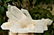 623 Grams Natural Termianted Healing Quartz - 3