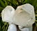 268.4 Grams Natural Termianted Healing Quartz - 4