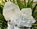268.4 Grams Natural Termianted Healing Quartz - 6