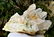 973.8 Grams Natural Termianted Healing Quartz
