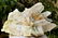 973.8 Grams Natural Termianted Healing Quartz - 2