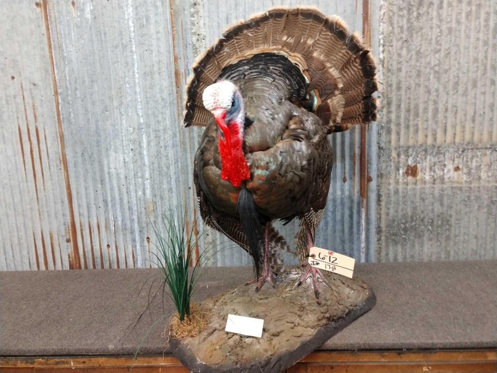 Rio Grande Turkey Full Body Mount Jun 06 Circle M Auctions In Ia Rio Grande Turkey Full Body Mount Jun 06 Circle M Auctions In Ia