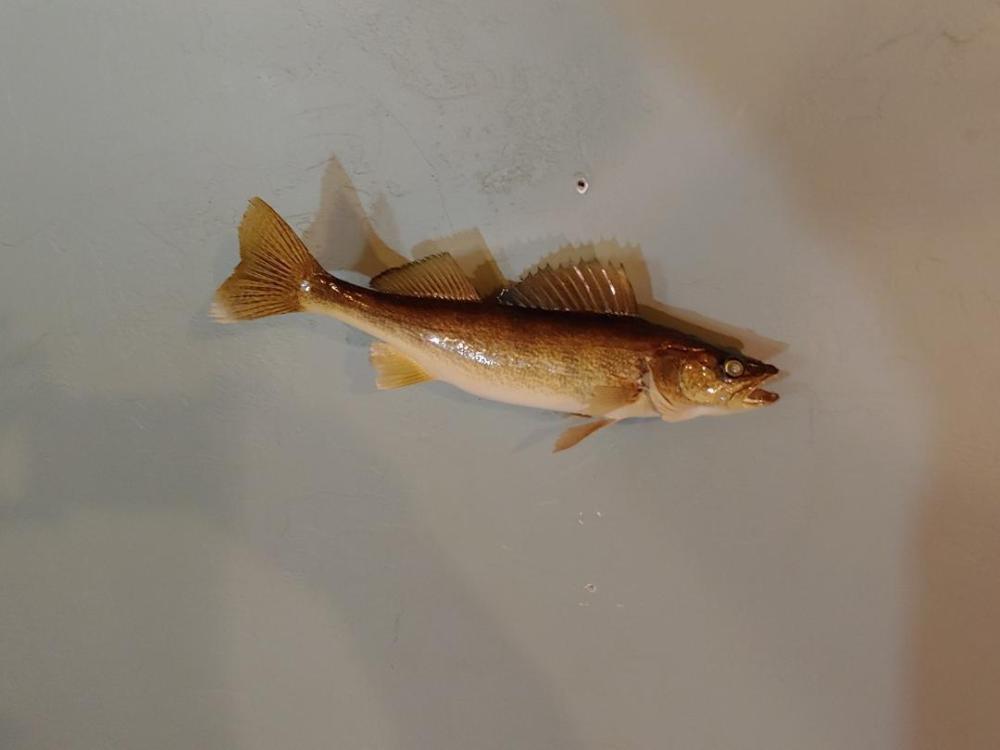 19" Walleye Real Skin Fish Mount: 19" Walleye Real Skin Fish Mount 7.13 Nice quality mount ! Taxidermy