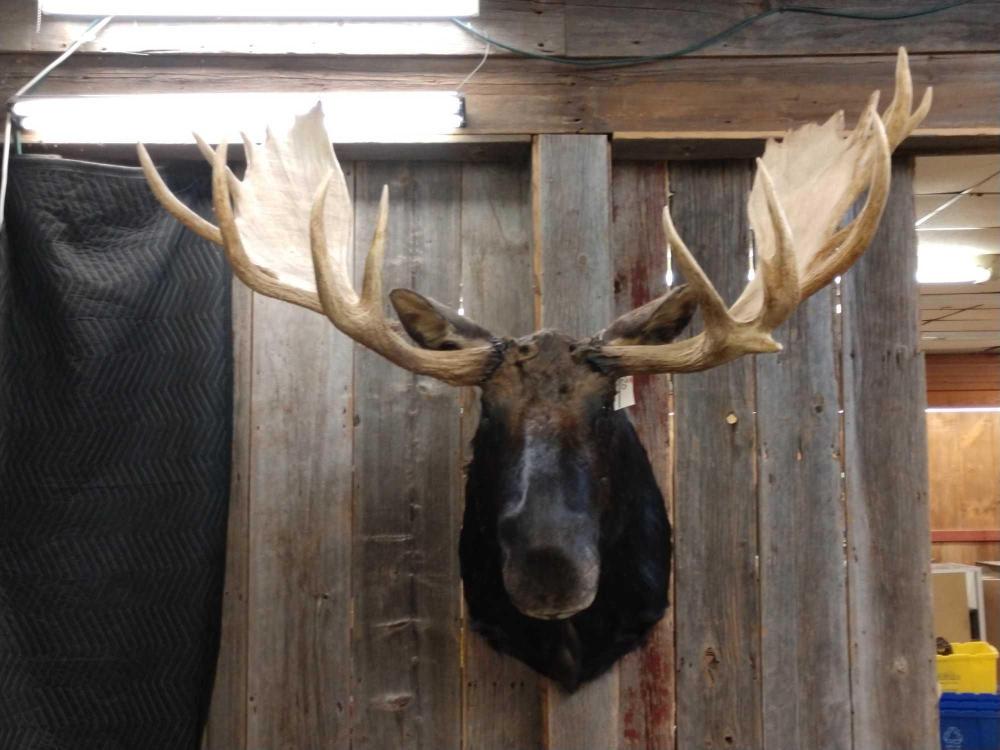 Shoulder Mount Moose: Shoulder Mount Moose 73.20 Antlers are over 63" wide with unusual dark almost black hair very impressive moose ! Taxidermy