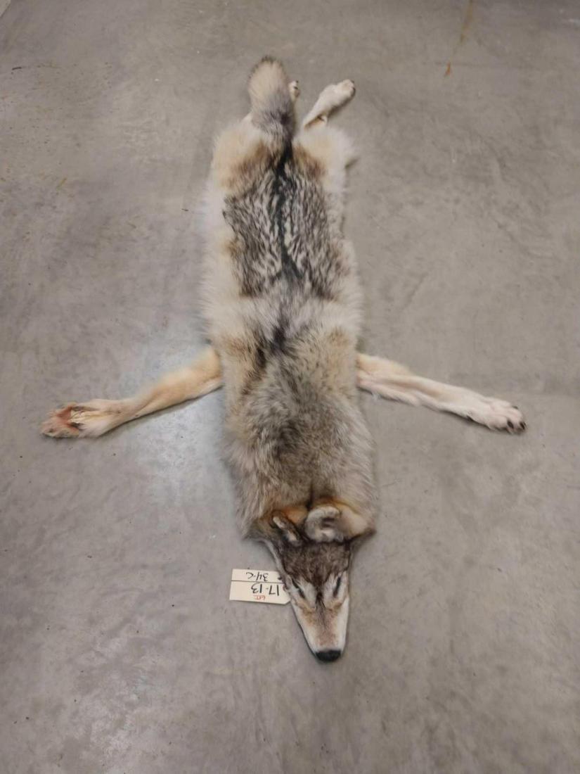 Soft Tanned Arctic Wolf Pelt: Soft Tanned Arctic Wolf Pelt 17.13 Beautiful fur claws intact 77" long could possibly be made into a rug with paperwork Taxidermy