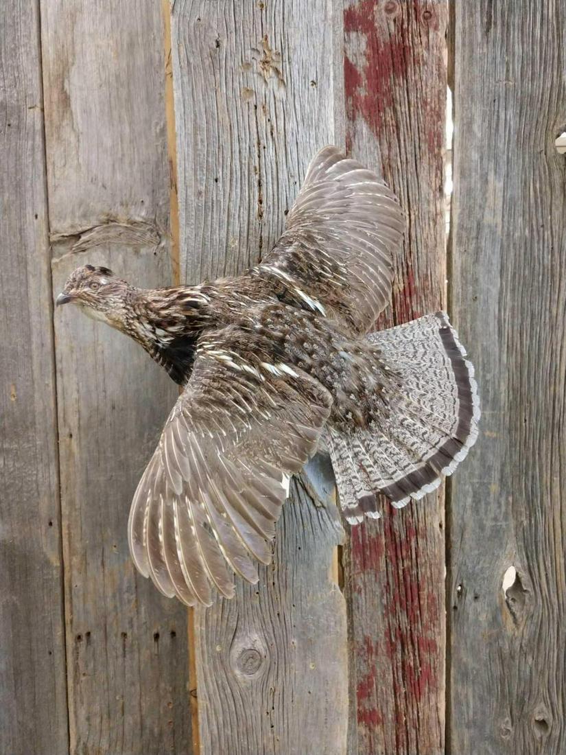 Full Body Mount Grouse In Flight: Full Body Mount Grouse In Flight 17.7 Nice mount great quality Taxidermy