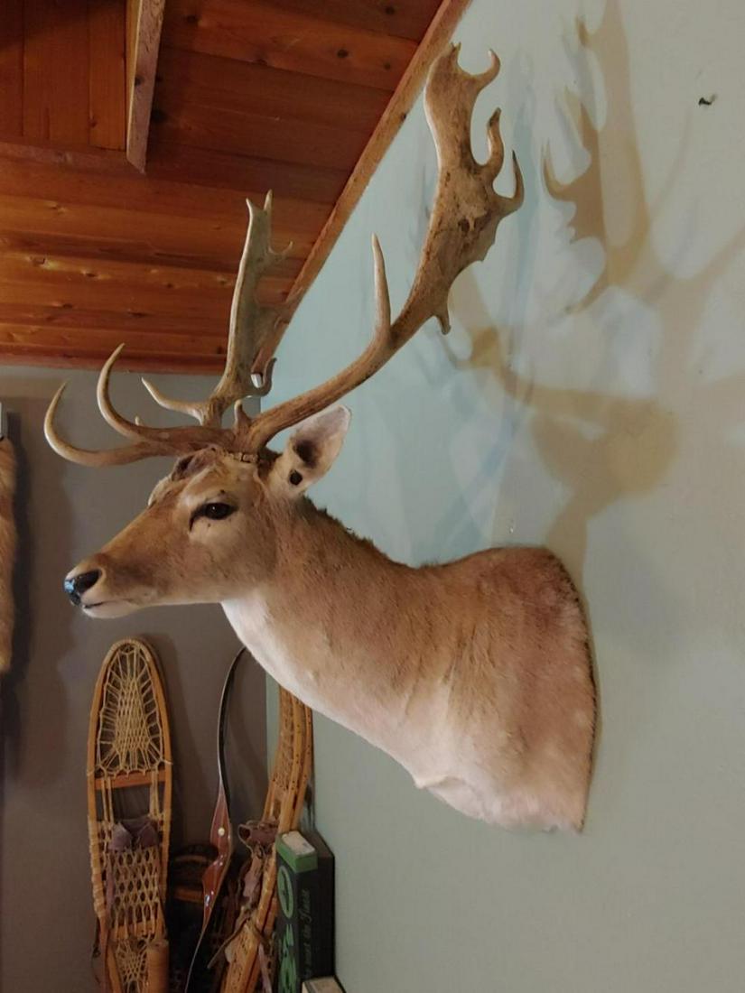 White Fallow Deer Shoulder Mount: White Fallow Deer Shoulder Mount 7.38 Nice clean mount big antlers overall about 45" tall Taxidermy