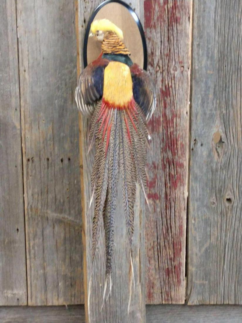 Golden Pheasant Full Body Mount: Golden Pheasant Full Body Mount 58.6 Beautiful color Taxidermy