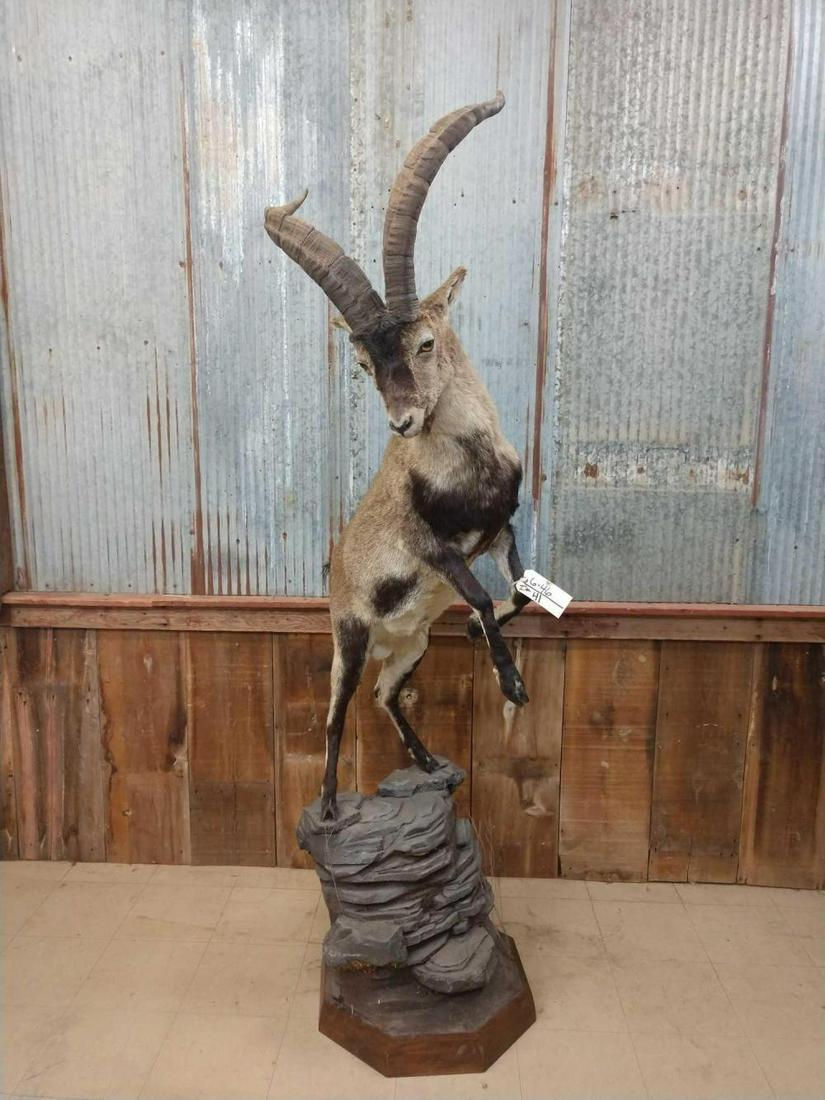 Full Body Mount Ibex Leaping: Full Body Mount Ibex Leaping 6.46 Outstanding quality Taxidermy mount with light weight base great pose about 87" tall