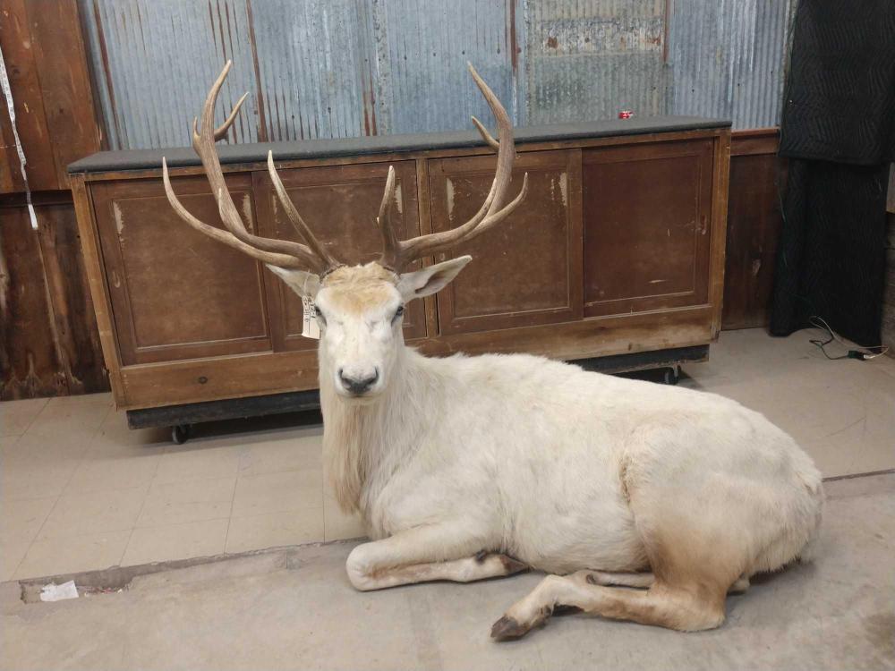 RARE Full Body Mount White Elk !: RARE Full Body Mount White Elk ! 12.1 Extremely hard to find piece ! Relaxed laying down pose nice clean mount with or without base but can go just about anywhere without the base making this a very v