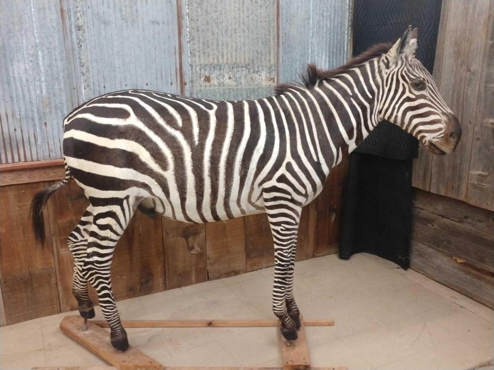 Full Body Mount Male Zebra: Full Body Mount Male Zebra 11.7 Hard to find piece excellent markings & he is intact ! On a temporary base buy this one & $ave & put him on any base you like ! About 66" tall x 85" long Taxidermy