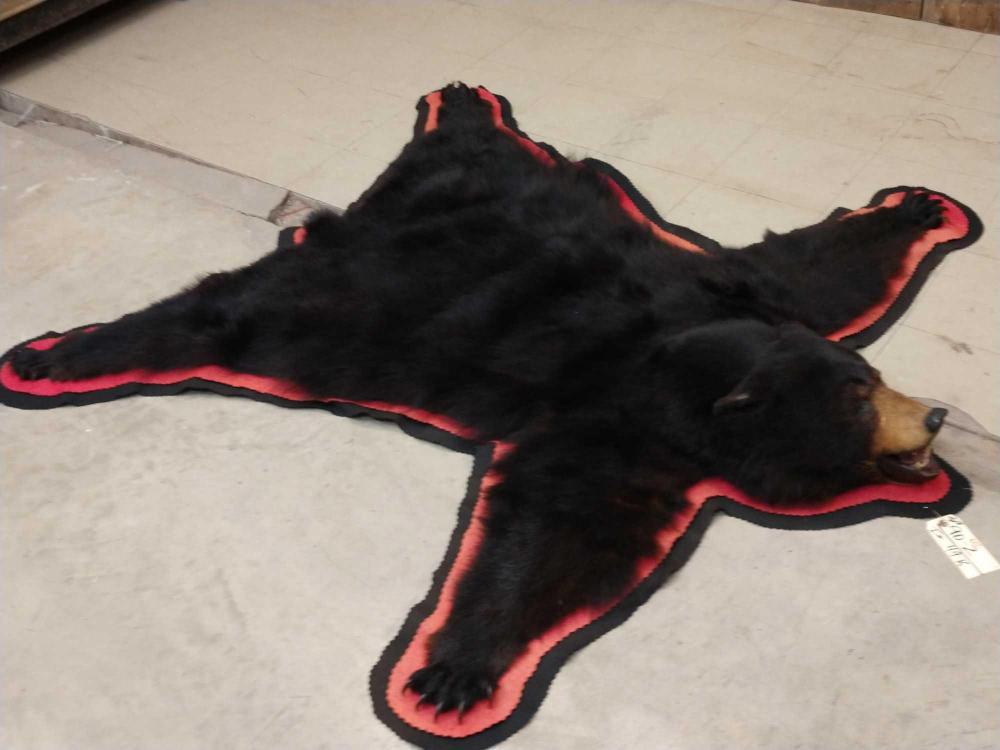 Nice Black Bear Rug: Nice Black Bear Rug 90.2 Thick prime fur double felt edges all claws intact about 72" long x 70" wide Taxidermy