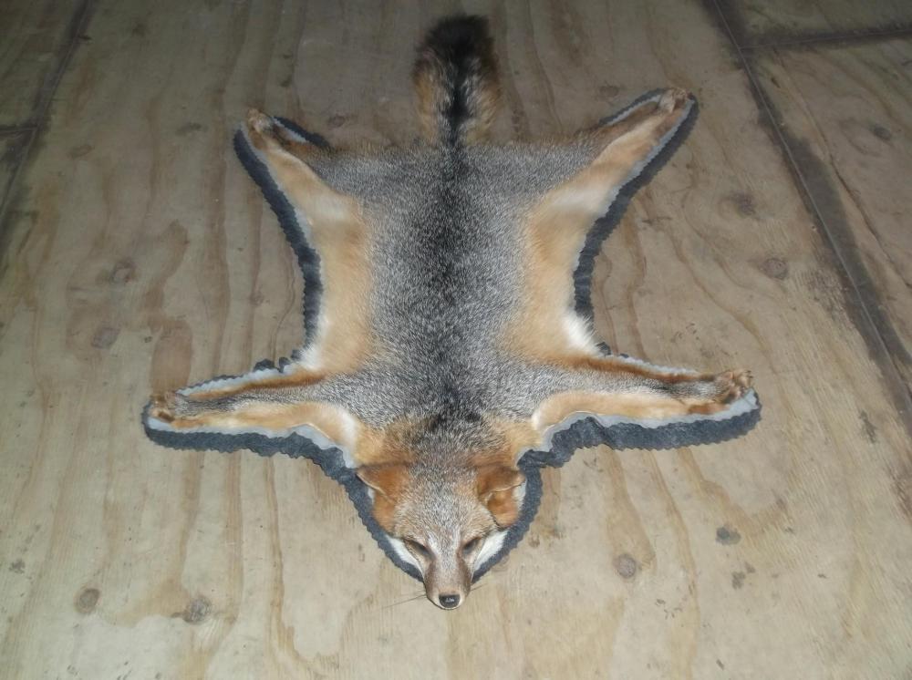 Nice Grey Fox Rug: Nice Grey Fox Rug 19.55 New rug double felt border & D rings for hanging 34" long x 30" wide Taxidermy
