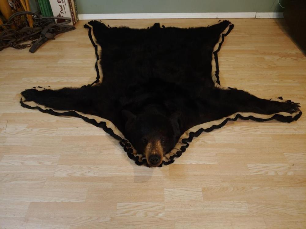 Black Bear Rug Taxidermy: Black Bear Rug Taxidermy 7.47 Nice quilted backing & gathered edges 78" long x 74" wide