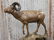 Spectacular Bighorn Sheep Bronze - 10