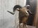 Spectacular Bighorn Sheep Bronze - 11