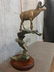 Spectacular Bighorn Sheep Bronze - 6