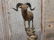 Spectacular Bighorn Sheep Bronze - 9