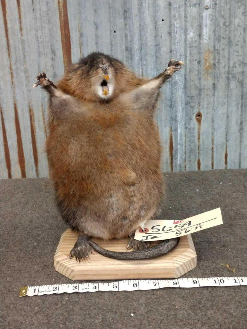 Full Body Mount Attacking Karate Muskrat: Full Body Mount Attacking Karate Muskrat 56.59 New mount FAT Rat Taxidermy