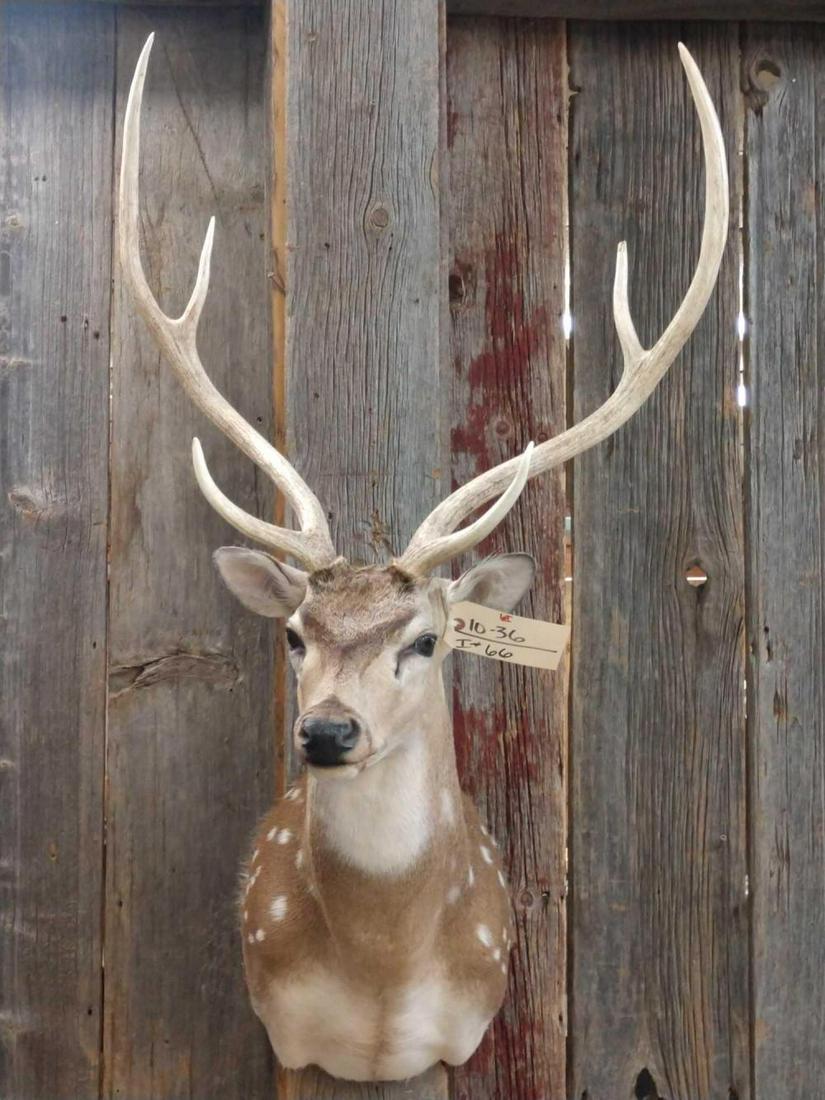 Axis Deer Shoulder Mount: Axis Deer Shoulder Mount 10.36 Nice clean mount with crisp color great spots Taxidermy