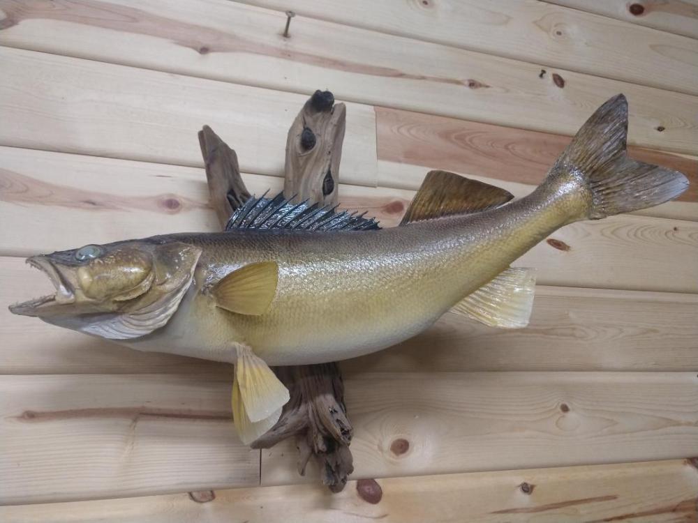 Real skin Taxidermy Walleye Mount: Real skin Taxidermy Walleye Mount 107.4 Nice mount on driftwood hanger